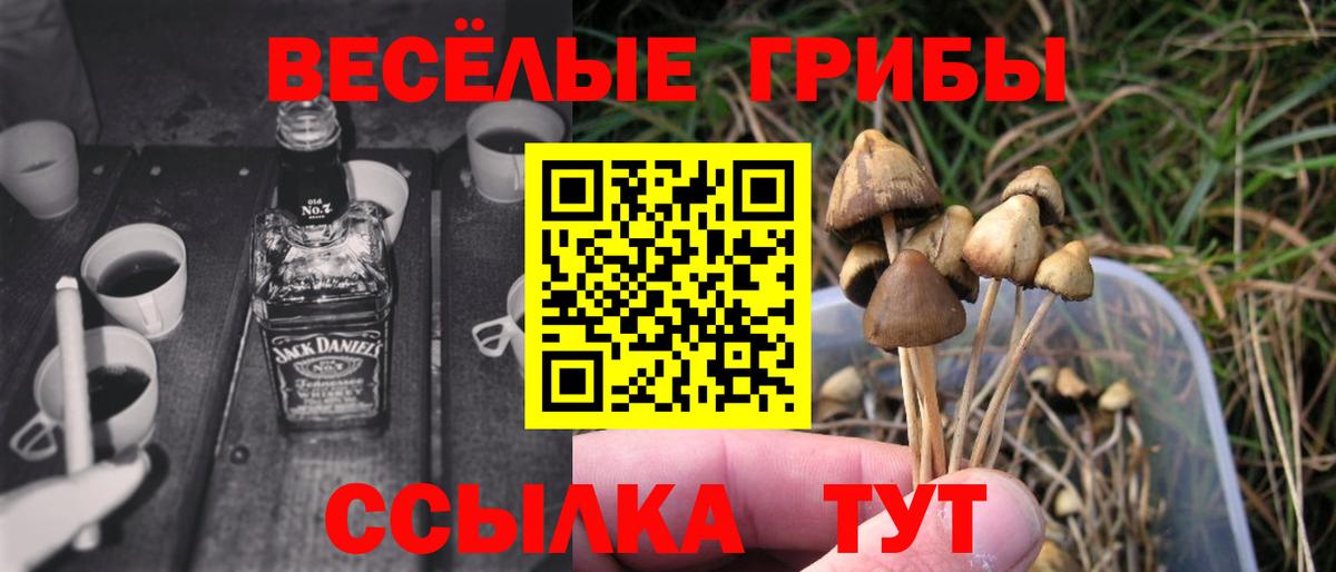 Галлюциногенные грибы прущие грибы Камень-на-Оби